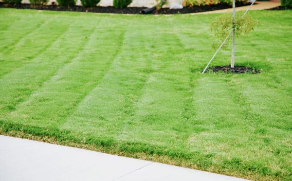 Bluegrass Sod Installation Service