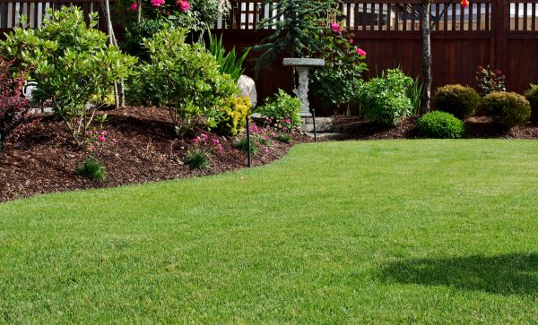 Zoysia Lawn Renovation