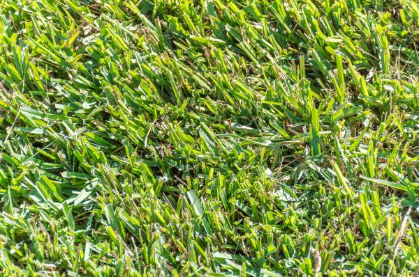 Centipede Grass Installation Service