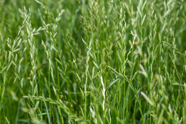 Ryegrass Sod Installation Service