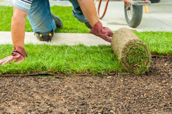 Bahia Sod Replacement Service