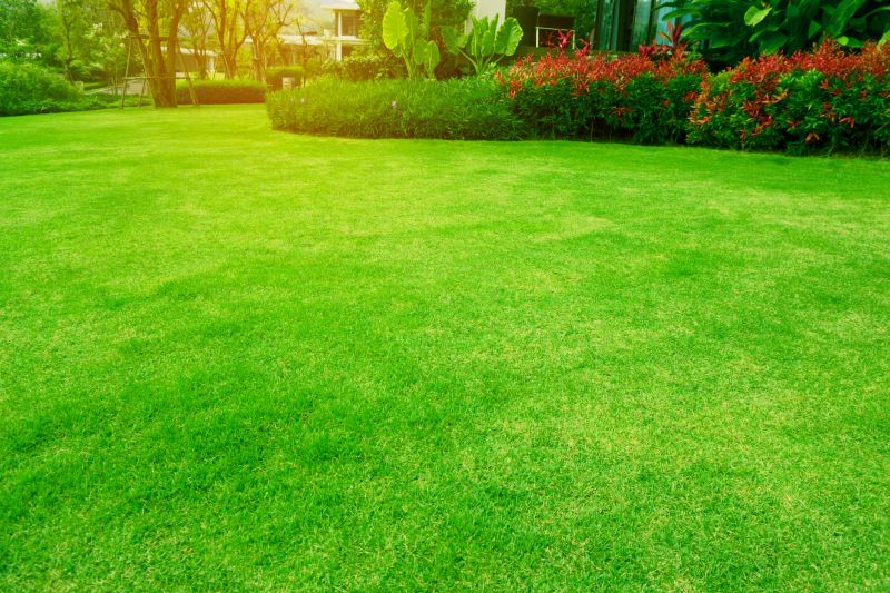 Lawn Replacement in Aiken, SC