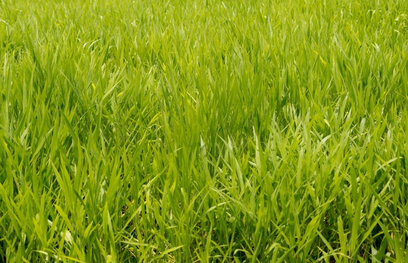 Yard Sodding in Ventura County, CA